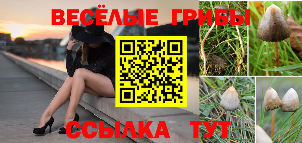 Галлюциногенные грибы Psilocybe  Вход с VPN  Орехово-Зуево 